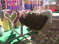 Bienenschwärme